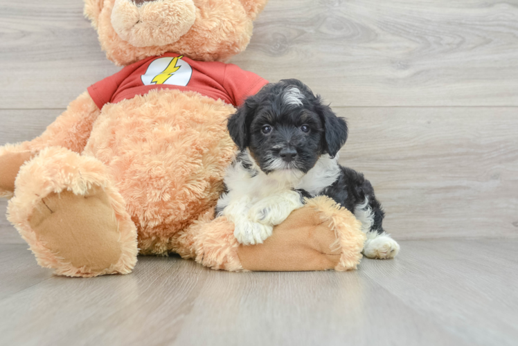 Best Mini Aussiedoodle Baby