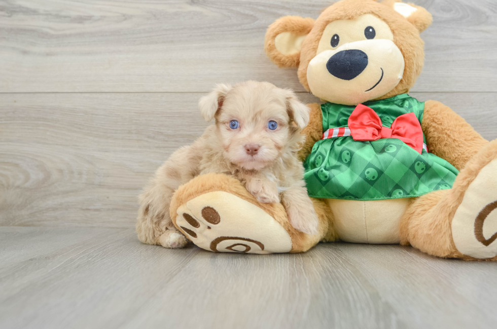 6 week old Mini Aussiedoodle Puppy For Sale - Windy City Pups