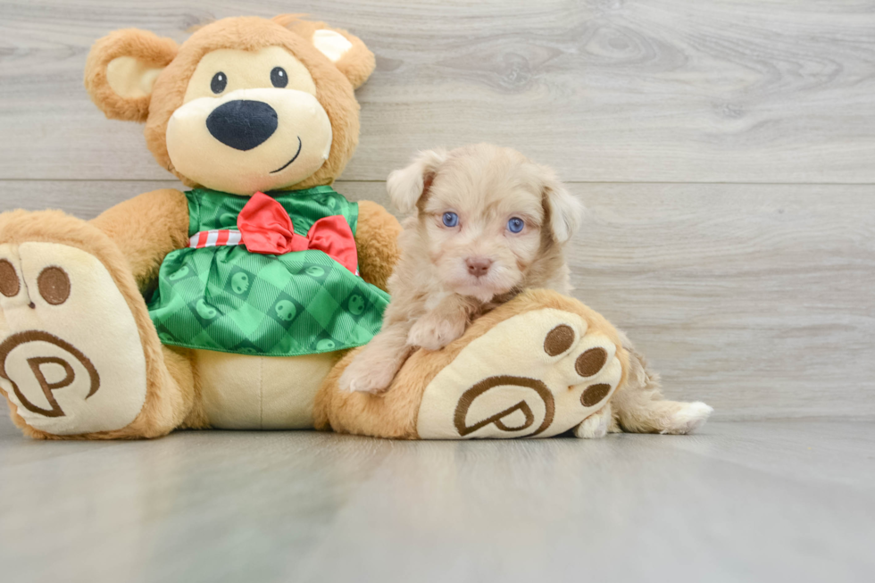 Sweet Mini Aussiedoodle Baby