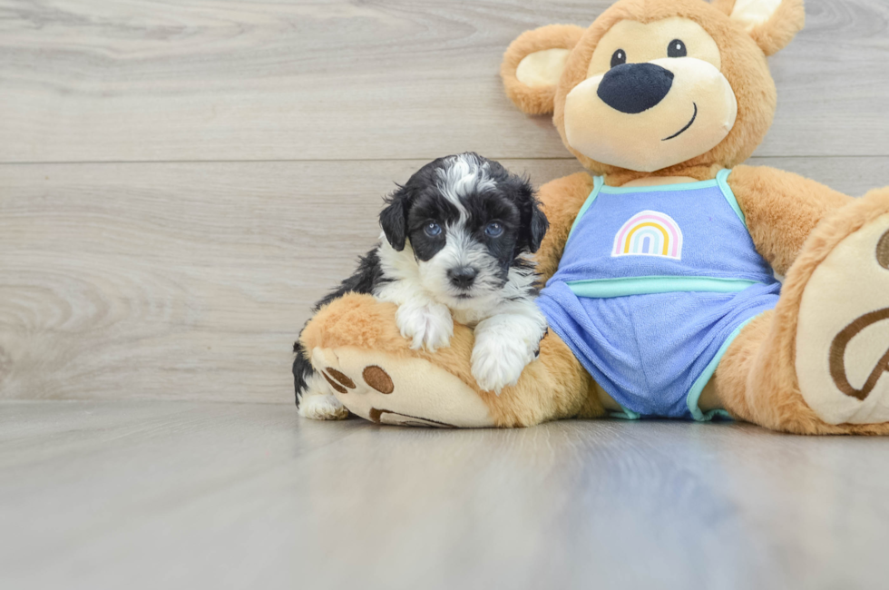 5 week old Mini Aussiedoodle Puppy For Sale - Windy City Pups