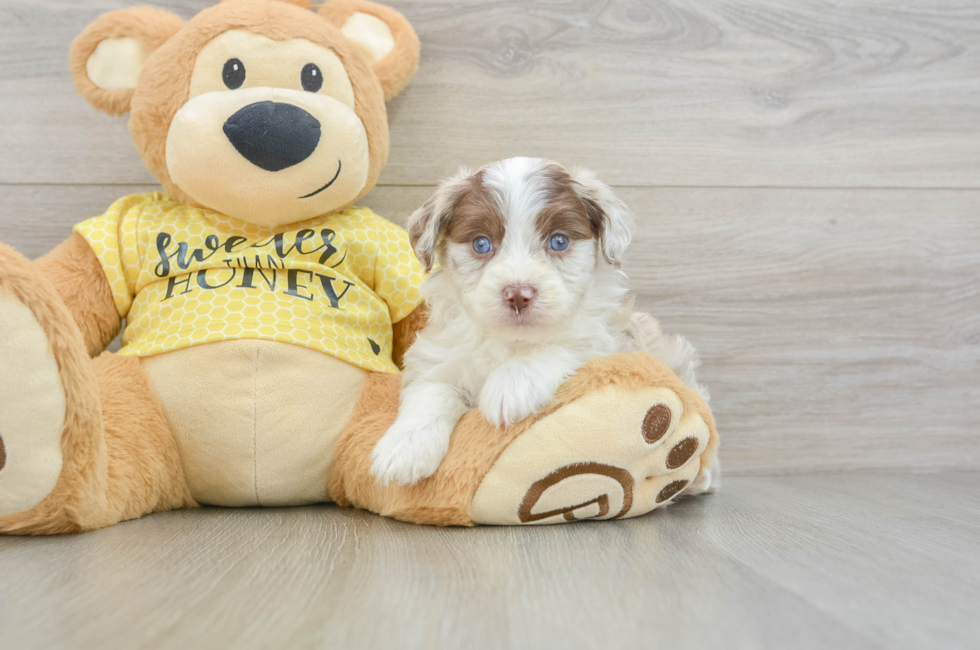 6 week old Mini Aussiedoodle Puppy For Sale - Windy City Pups
