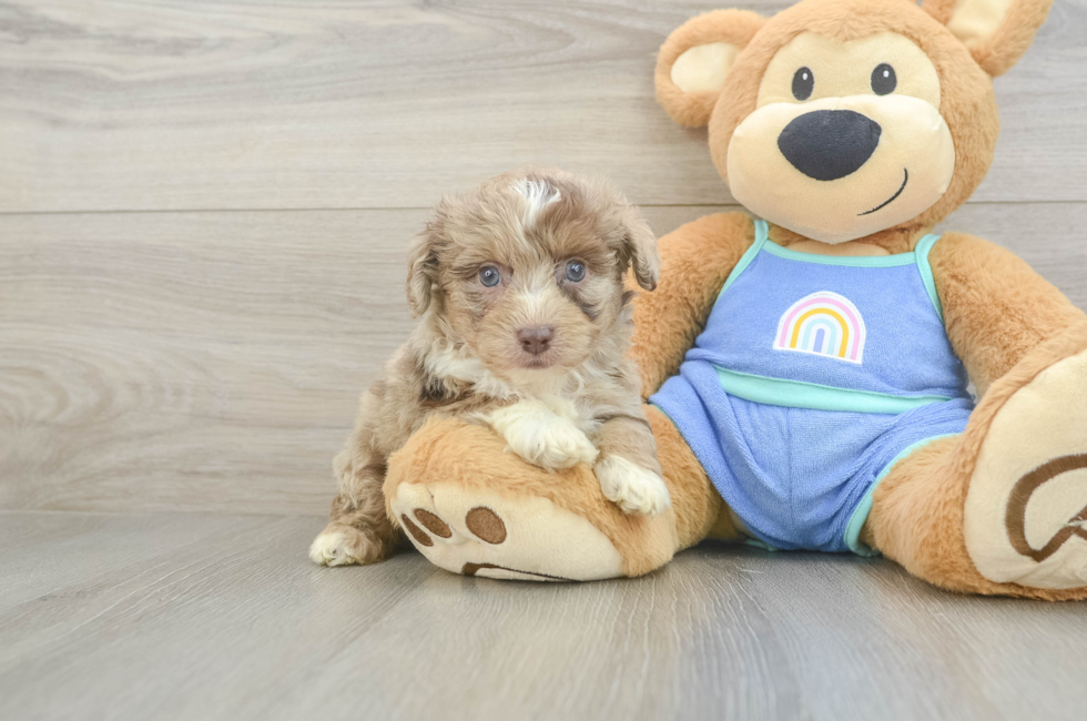5 week old Mini Aussiedoodle Puppy For Sale - Windy City Pups