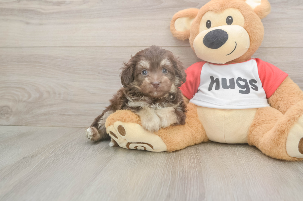 5 week old Mini Aussiedoodle Puppy For Sale - Windy City Pups