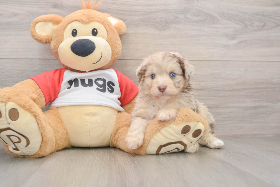 Smart Mini Aussiedoodle Poodle Mix Pup