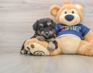 7 week old Mini Aussiedoodle Puppy For Sale - Windy City Pups