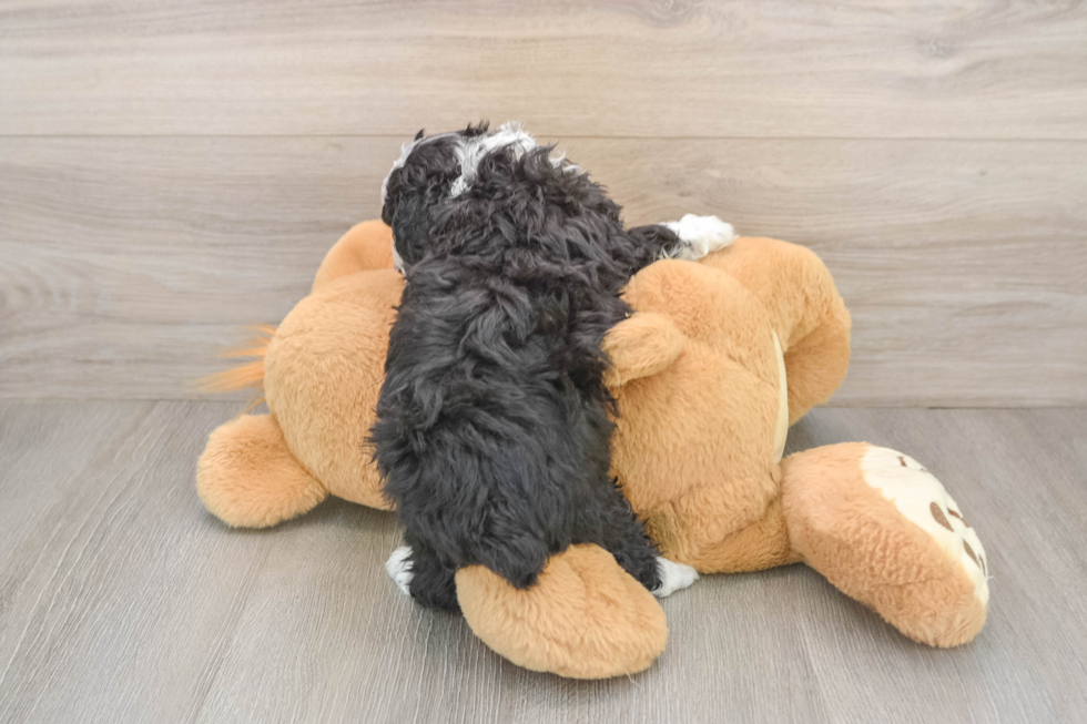 Fluffy Mini Aussiedoodle Poodle Mix Pup