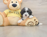 8 week old Mini Aussiedoodle Puppy For Sale - Windy City Pups