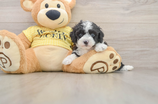 Mini Aussiedoodle Puppy for Adoption