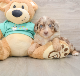 6 week old Mini Aussiedoodle Puppy For Sale - Windy City Pups