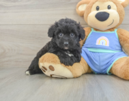 8 week old Mini Aussiedoodle Puppy For Sale - Windy City Pups