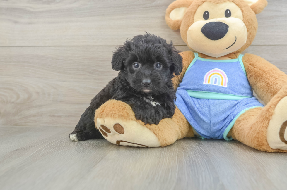 5 week old Mini Aussiedoodle Puppy For Sale - Windy City Pups