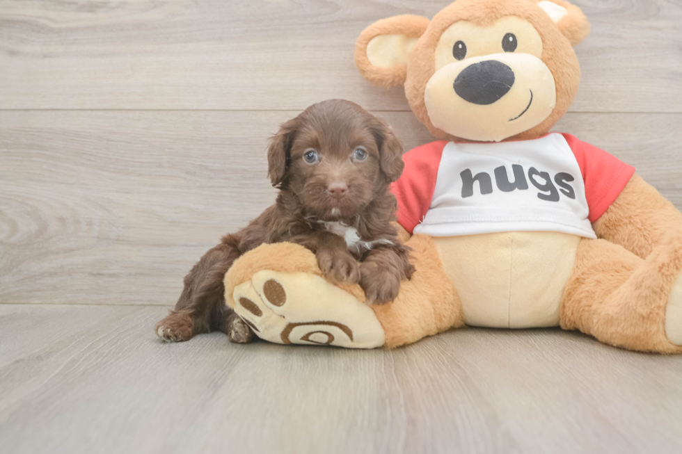 Popular Mini Aussiedoodle Poodle Mix Pup
