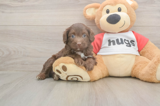 5 week old Mini Aussiedoodle Puppy For Sale - Windy City Pups Popular Mini Aussiedoodle Poodle Mix Pup