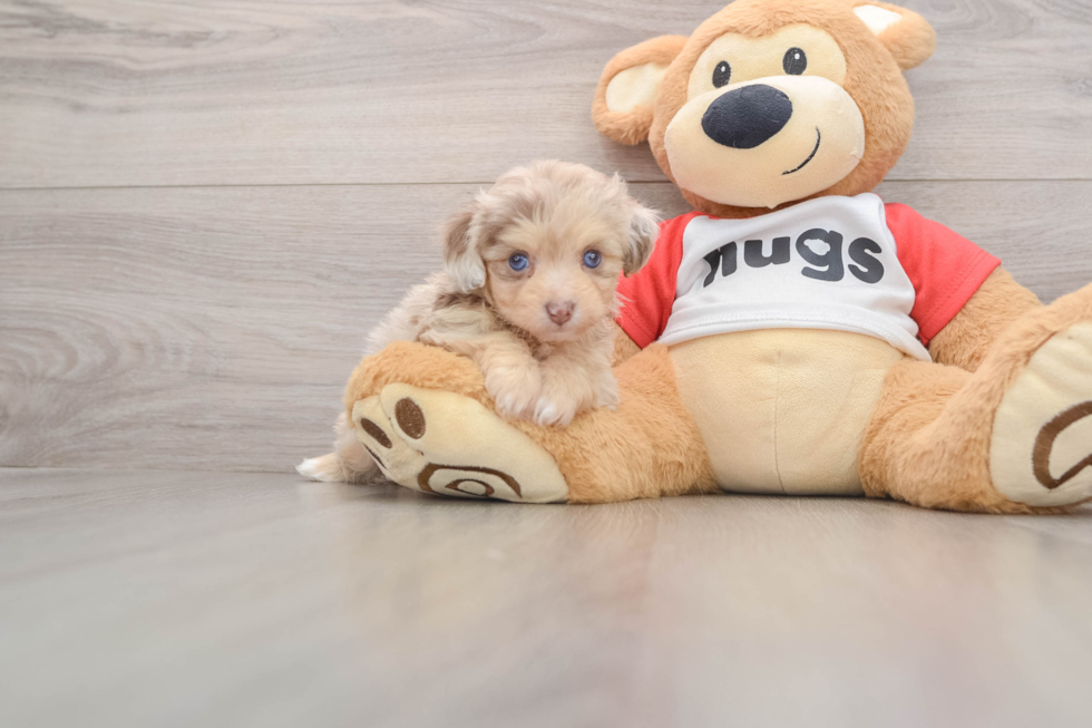 Adorable Mini Australian Shepherd X Poodle Mix Poodle Mix Puppy