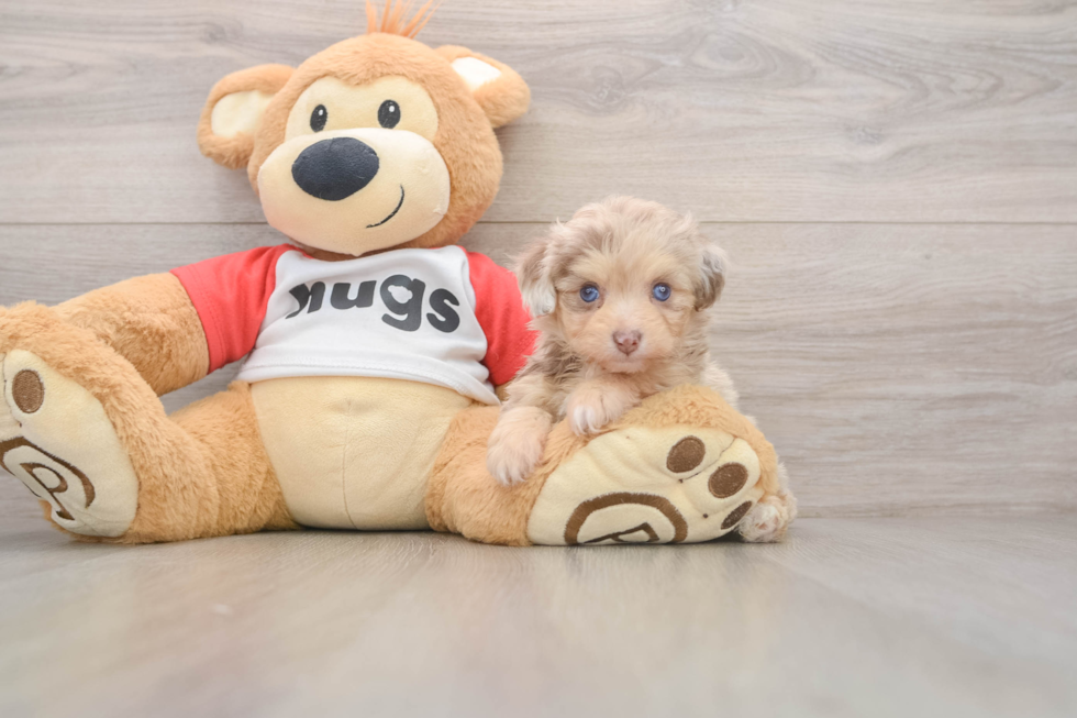 Fluffy Mini Aussiedoodle Poodle Mix Pup