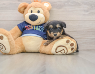 8 week old Mini Aussiedoodle Puppy For Sale - Windy City Pups