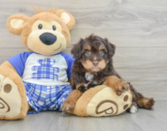 8 week old Mini Aussiedoodle Puppy For Sale - Windy City Pups