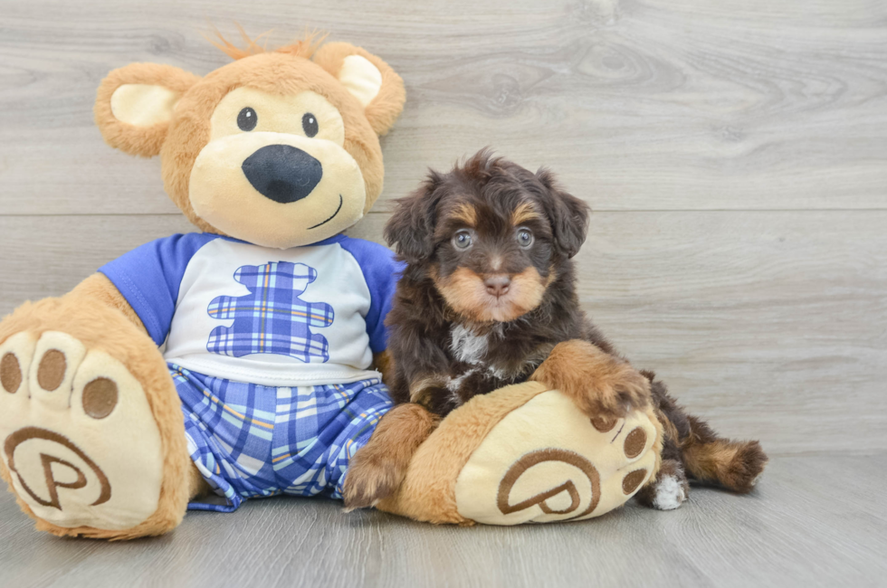 5 week old Mini Aussiedoodle Puppy For Sale - Windy City Pups
