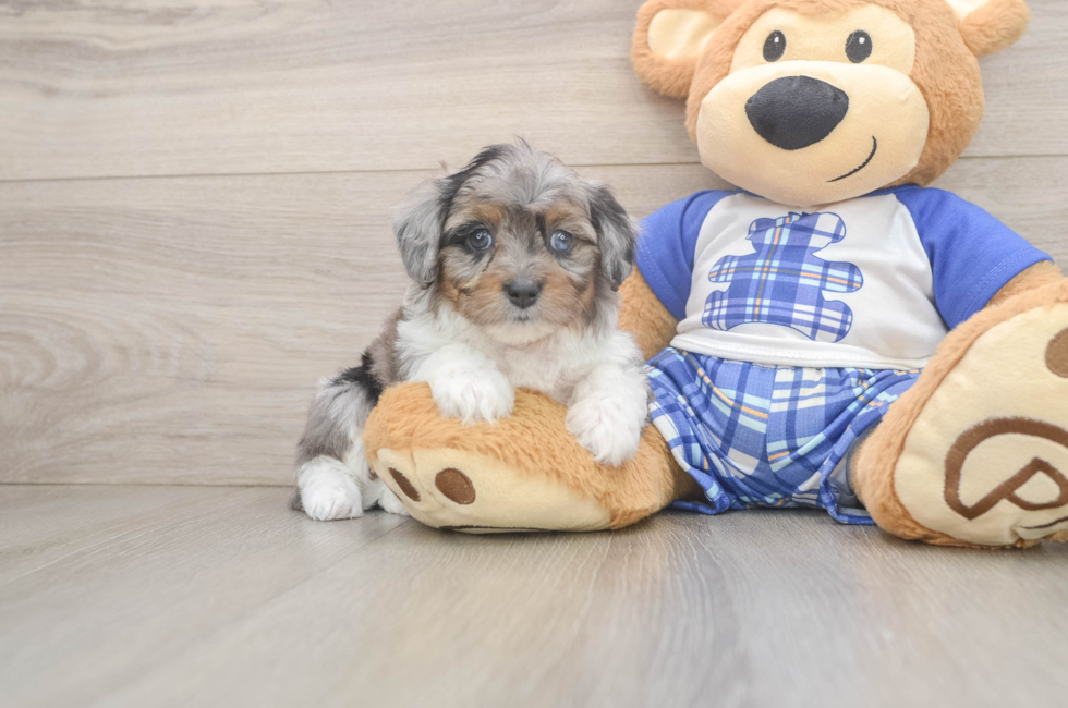 6 week old Mini Aussiedoodle Puppy For Sale - Windy City Pups