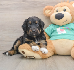 6 week old Mini Aussiedoodle Puppy For Sale - Windy City Pups