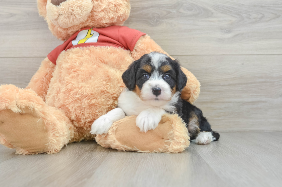 6 week old Mini Aussiedoodle Puppy For Sale - Windy City Pups