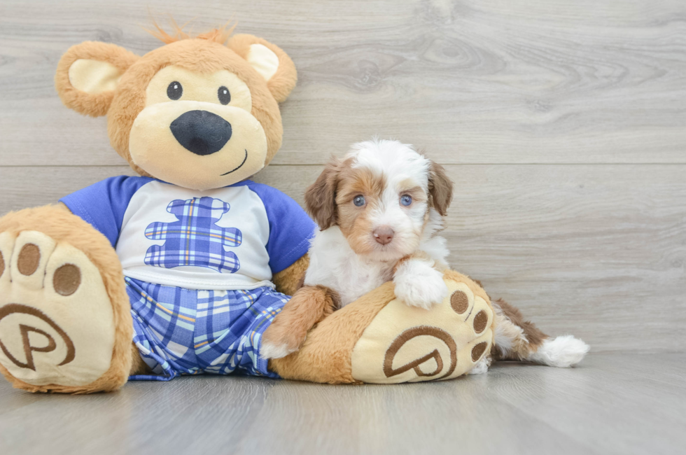 5 week old Mini Aussiedoodle Puppy For Sale - Windy City Pups