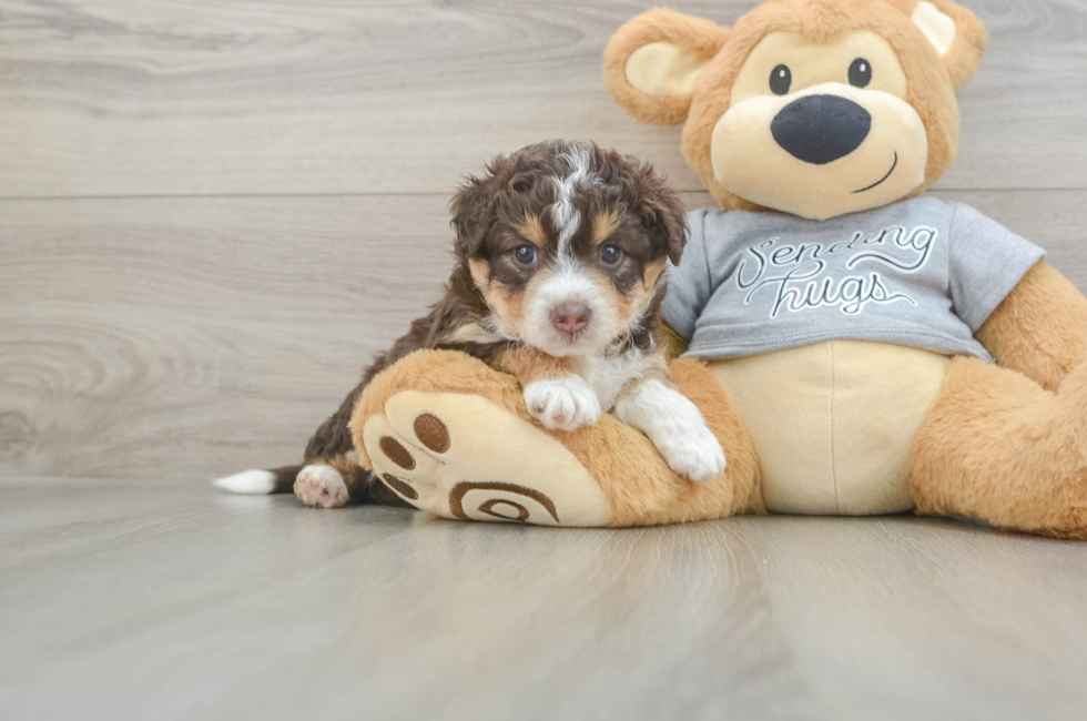 4 week old Mini Aussiedoodle Puppy For Sale - Windy City Pups