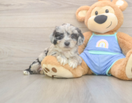7 week old Mini Aussiedoodle Puppy For Sale - Windy City Pups
