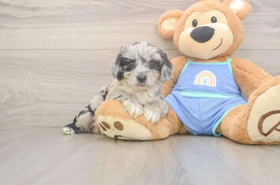 5 week old Mini Aussiedoodle Puppy For Sale - Windy City Pups