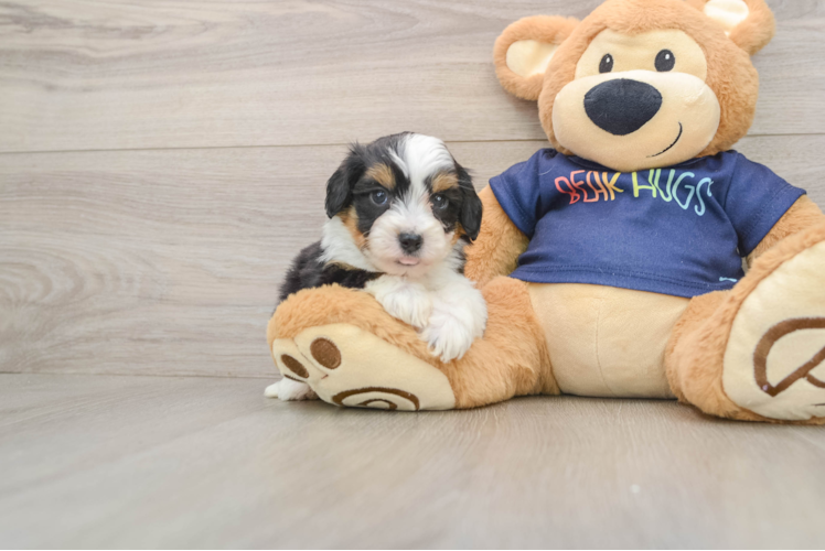Best Mini Aussiedoodle Baby