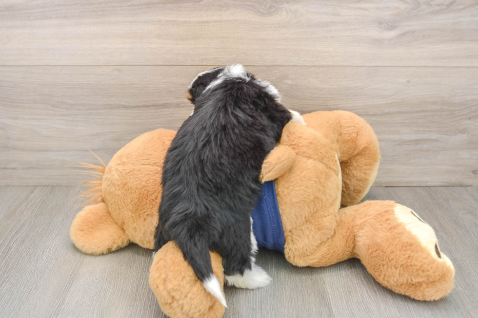 Small Mini Aussiedoodle Baby