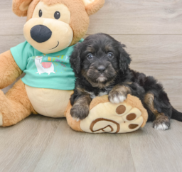 6 week old Mini Aussiedoodle Puppy For Sale - Windy City Pups