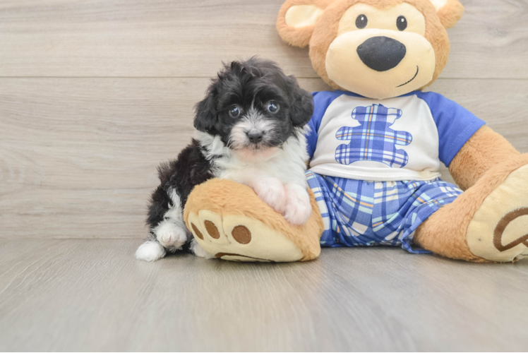 Best Mini Aussiedoodle Baby