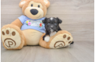 Mini Aussiedoodle Pup Being Cute