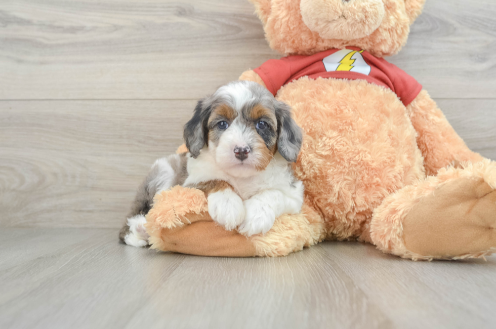 6 week old Mini Aussiedoodle Puppy For Sale - Windy City Pups