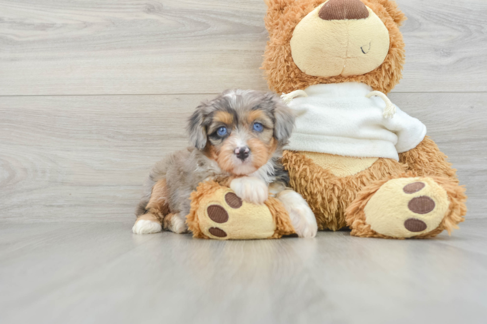 Hypoallergenic Aussiepoo Poodle Mix Puppy