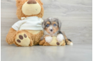 Little Mini Aussiepoo Poodle Mix Puppy