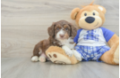 Fluffy Mini Aussiedoodle Poodle Mix Pup