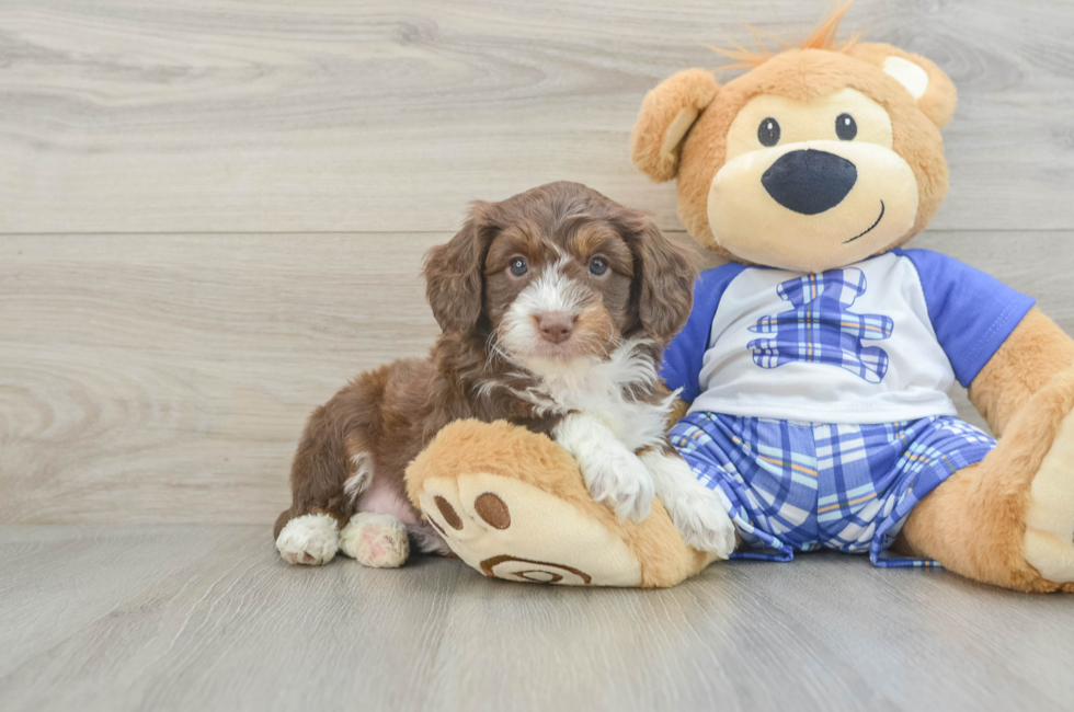 6 week old Mini Aussiedoodle Puppy For Sale - Windy City Pups