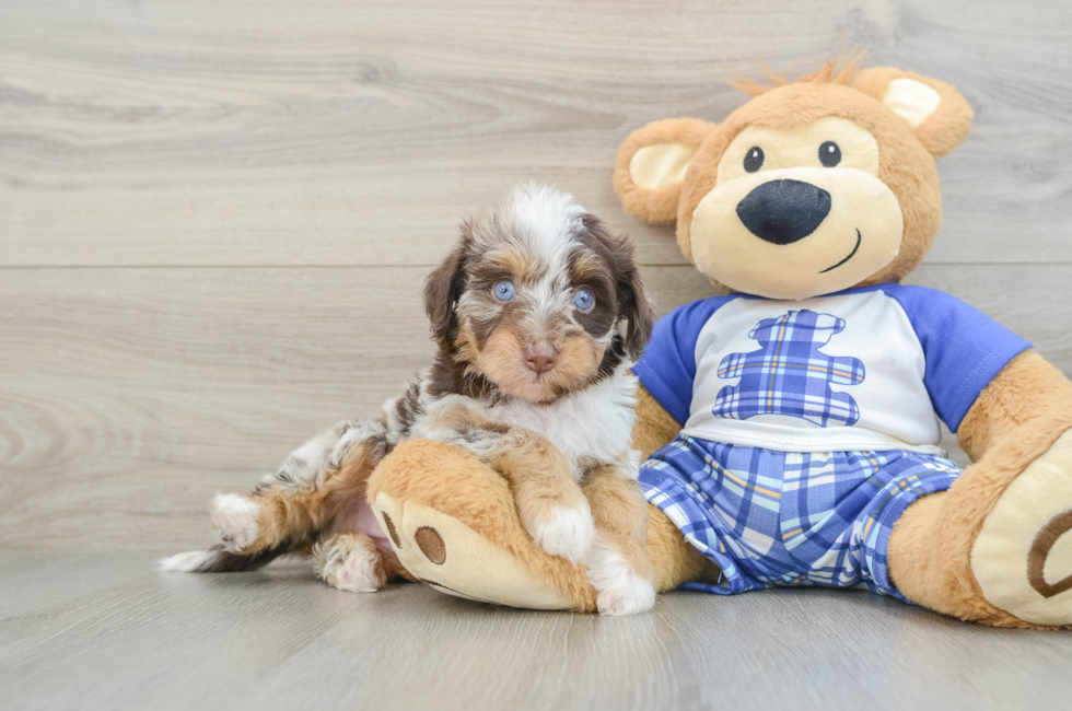 5 week old Mini Aussiedoodle Puppy For Sale - Windy City Pups