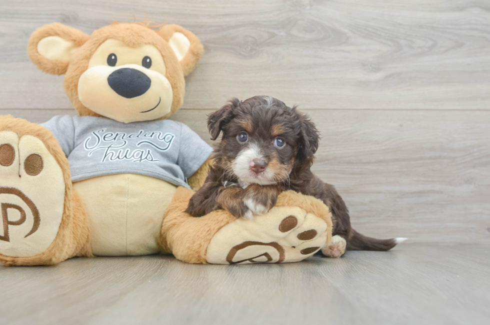4 week old Mini Aussiedoodle Puppy For Sale - Windy City Pups