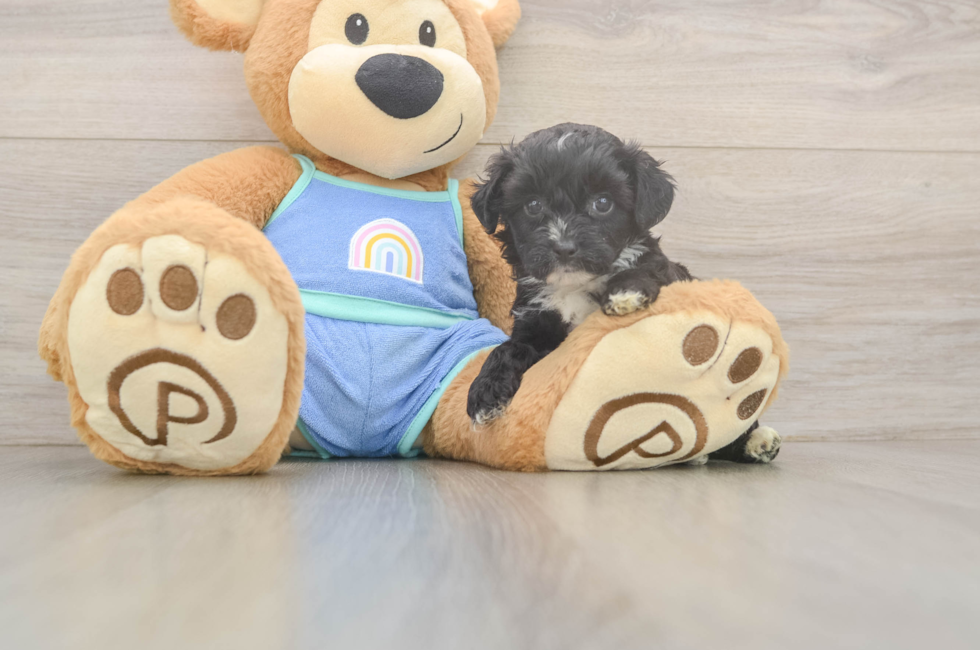 5 week old Mini Aussiedoodle Puppy For Sale - Windy City Pups