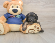 8 week old Mini Aussiedoodle Puppy For Sale - Windy City Pups