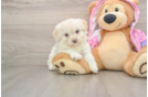 Mini Aussiedoodle Puppy for Adoption