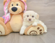 7 week old Mini Aussiedoodle Puppy For Sale - Windy City Pups
