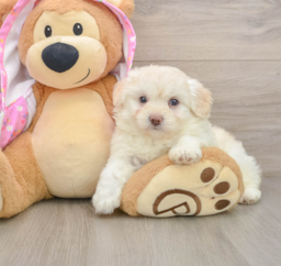 7 week old Mini Aussiedoodle Puppy For Sale - Windy City Pups