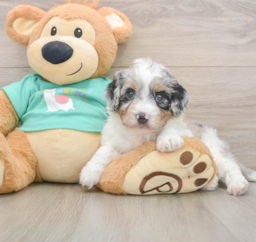 6 week old Mini Aussiedoodle Puppy For Sale - Windy City Pups