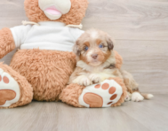 8 week old Mini Aussiedoodle Puppy For Sale - Windy City Pups