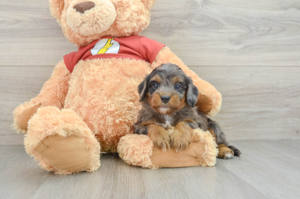 6 week old Mini Aussiedoodle Puppy For Sale - Windy City Pups