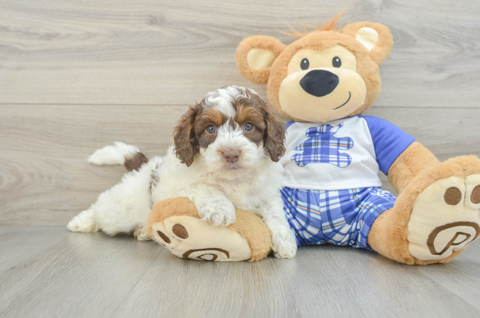 6 week old Mini Aussiedoodle Puppy For Sale - Windy City Pups